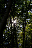 Trees, Corner Brook Newfoundland (NL)