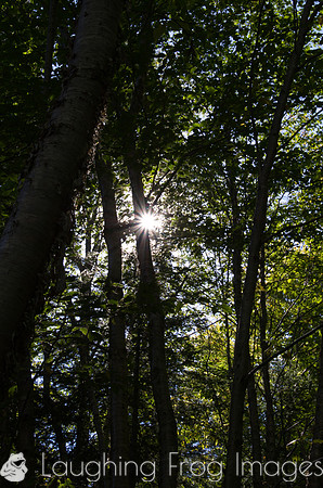 Trees, Corner Brook Newfoundland (NL)