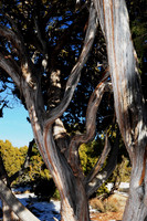 Trees, South Rim Grand Canyon N.P. 1