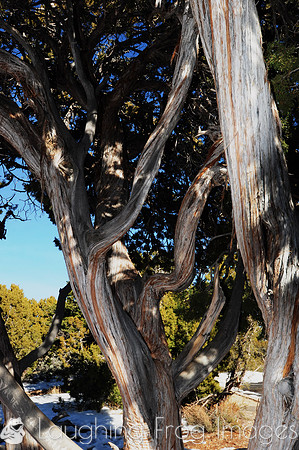 Trees, South Rim Grand Canyon N.P. 1