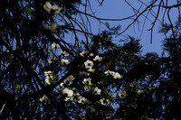 Trees, South Rim Grand Canyon N.P. 3