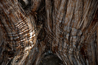 Trees, South Rim Grand Canyon N.P. 8
