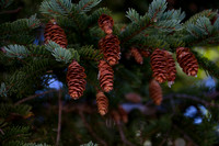 Baby pine cones, Corner Brook Newfoundland (NL)