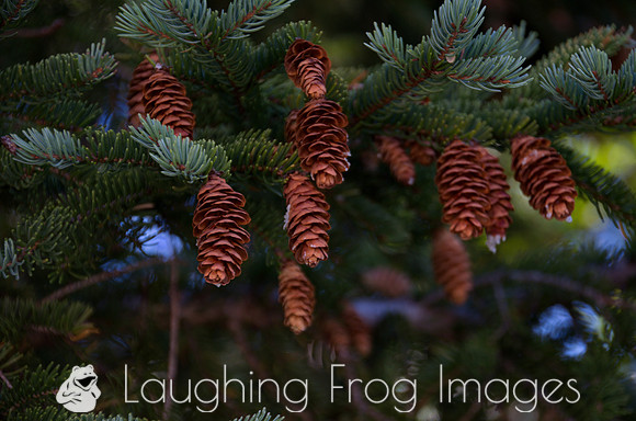 Baby pine cones, Corner Brook Newfoundland (NL)