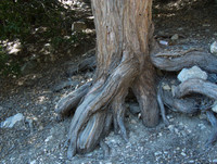 Tree roots, Angeles N.F.