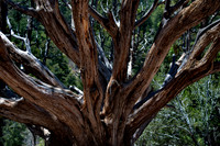 Trees, South Rim Grand Canyon N.P. 6