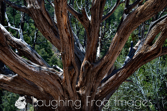 Trees, South Rim Grand Canyon N.P. 6