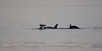 Family Swim, Strait of San Juan de Fuca