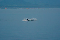 Orcas, Strait of San Juan de Fuca
