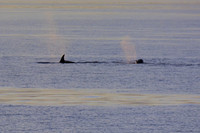 "Exhale...”  Orcas, Strait of San Juan de Fuca