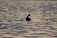 Look right! Orca, Strait of San Juan de Fuca