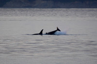 Little breach.  Orcas, Strait of San Juan de Fuca