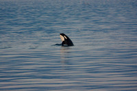 Look left! Orca, Strait of San Juan de Fuca
