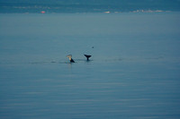 Orcas, Strait of San Juan de Fuca
