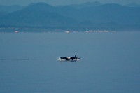 Orcas, Strait of San Juan de Fuca