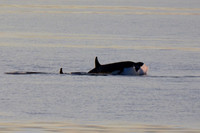 Orcas, Strait of San Juan de Fuca