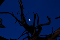 Moon and Tree, Grand Canyon 6