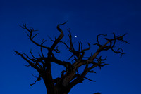 Moon and Tree, Grand Canyon 4