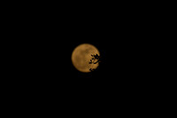 Moon and Tree