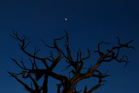 Moon and Tree, Grand Canyon 2