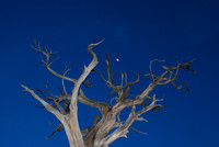 Moon and Tree, Grand Canyon 5