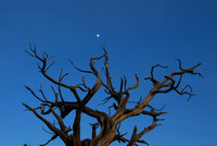 Moon and Tree, Grand Canyon 1