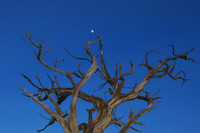 Moon and Tree, Grand Canyon 3