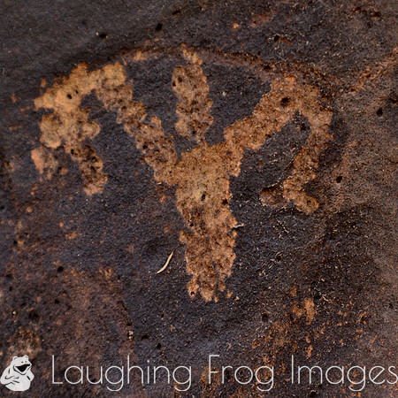 Photographs of petroglyphs in Rock Art Canyon on Rock Art Ranch in St. Joseph, AZ.  The canyon was formed by Chevelon Creek.  The petroglyphs date back thousands of years.