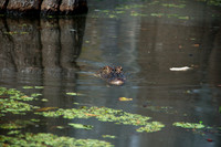 Alligator, Honey Island Swamp LA 2