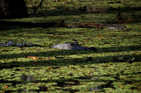 Alligator, Honey Island Swamp LA 4