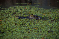 Alligator, Honey Island Swamp LA 3