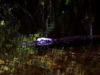 Alligator in the Everglades FL