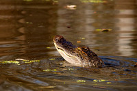 Alligator, Honey Island Swamp LA 1