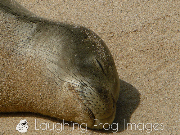 Monk Seal, Kauai 1