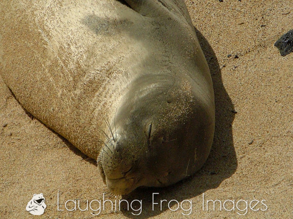Monk Seal, Kauai 2
