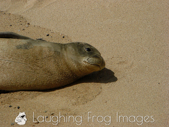 Monk Seal, Kauai 4