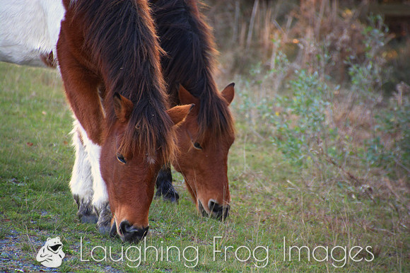 the horses of Assateague 30