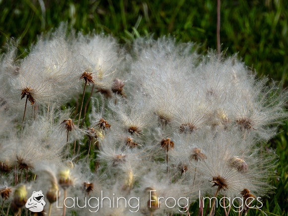 Mountain Avens