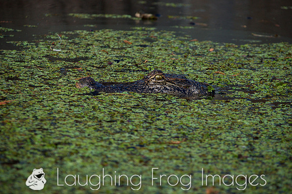 Alligator, Honey Island Swamp LA 3