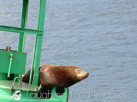 Harbor Seal, Santa Barbara CA 1