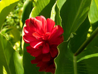 Flower(s) - 6