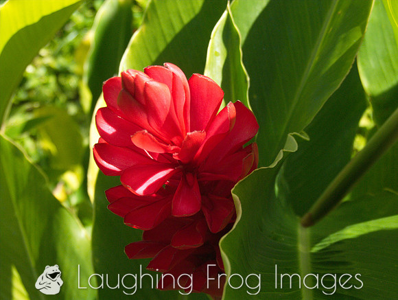 Flower(s) - 6