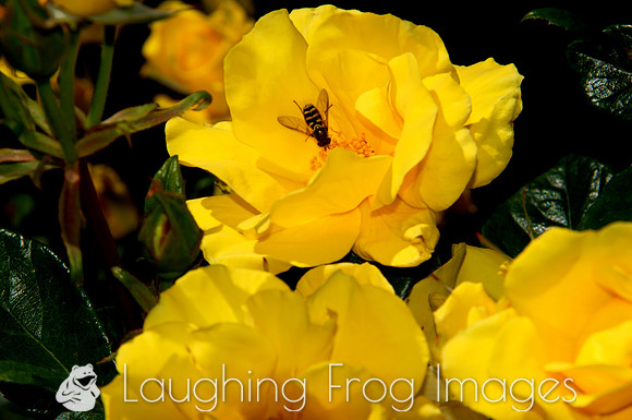 Flower(s) - 15