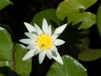 Flower(s) - 2