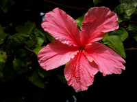 Flower(s) - 8