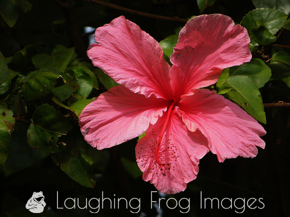 Flower(s) - 8
