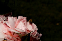 Flower(s) - 13