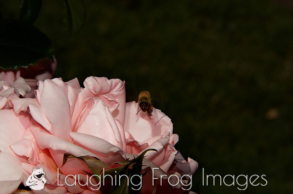Flower(s) - 13