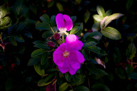Flower(s) - 20