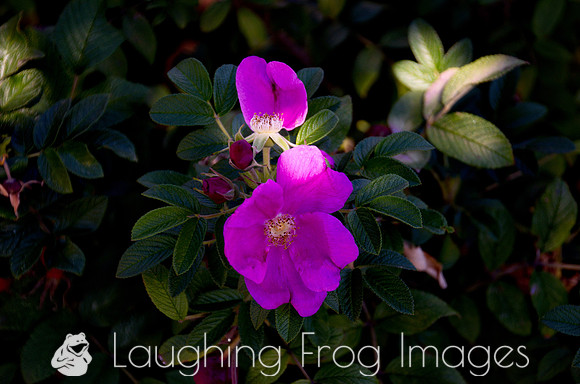 Flower(s) - 20
